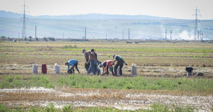 Az árak alig fedezik a költségeket